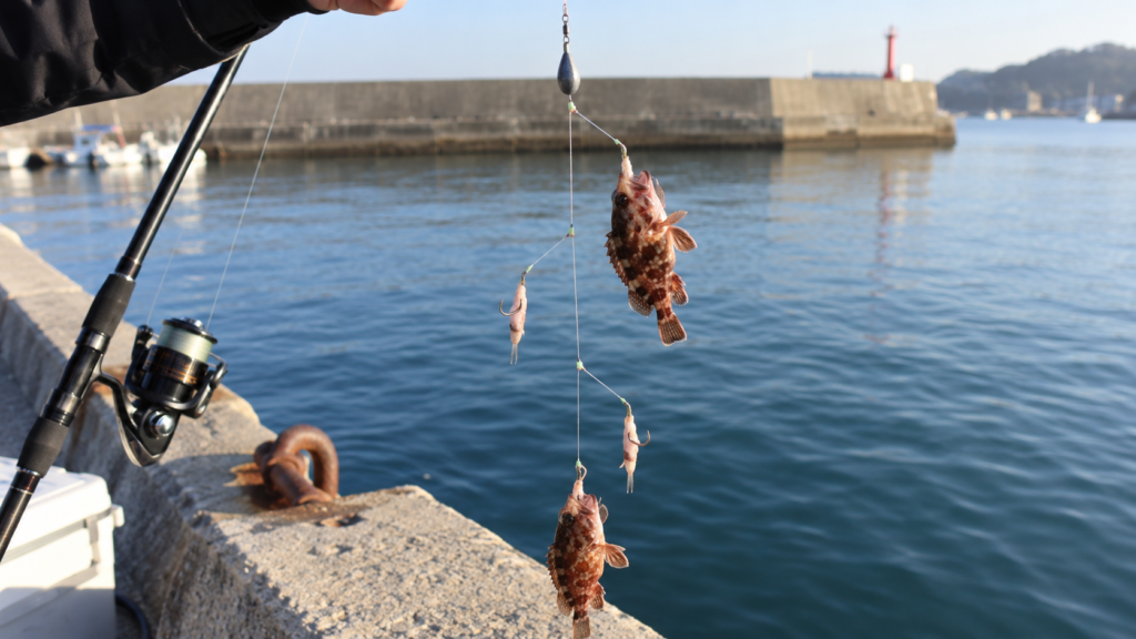 堤防の海釣りで胴付き仕掛けにカサゴが掛かった様子を写した、根魚狙いの仕掛けイメージ画像
